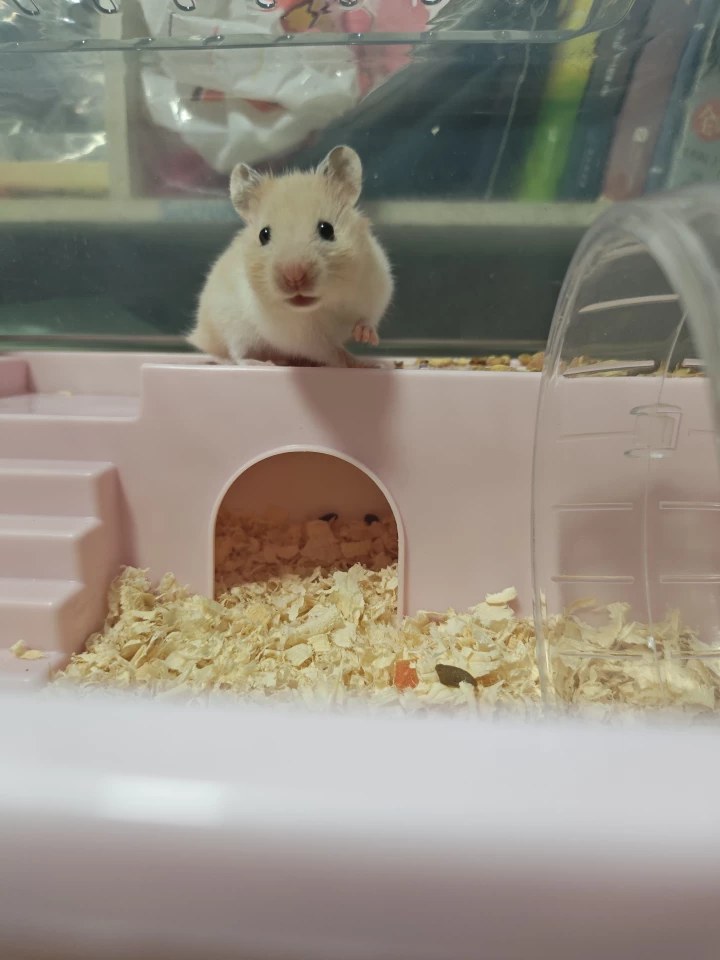hamster-c01HijrPqyl347EB264.jpg