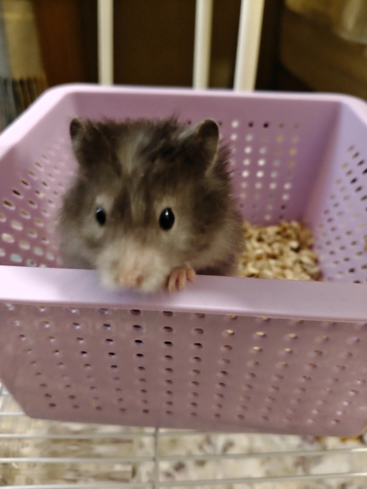 hamster-c02YLgj64rvVNbZYPM1.jpg