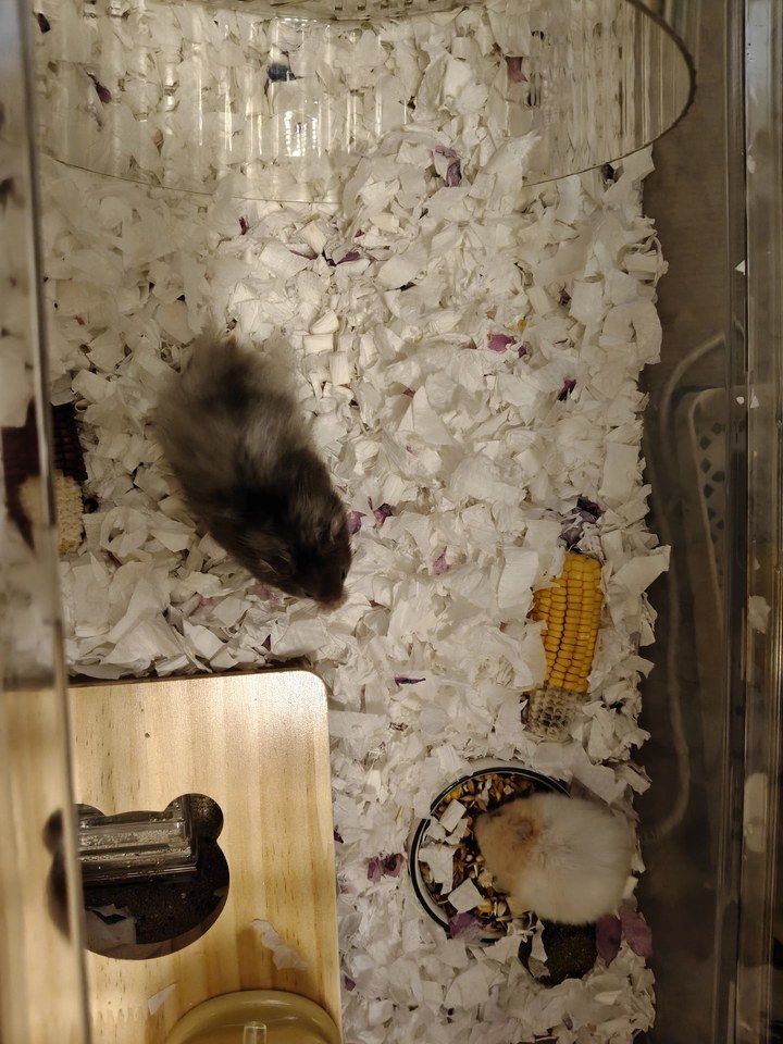 hamster-c03bGixW7cmaF9mhaMe.jpg