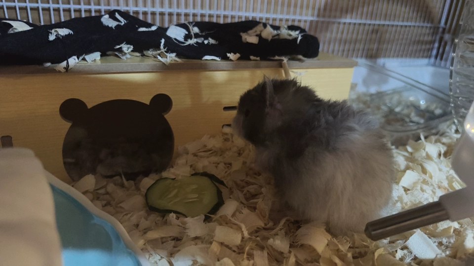 hamster-c04WKQk6O2veVjmtQvZ.jpg
