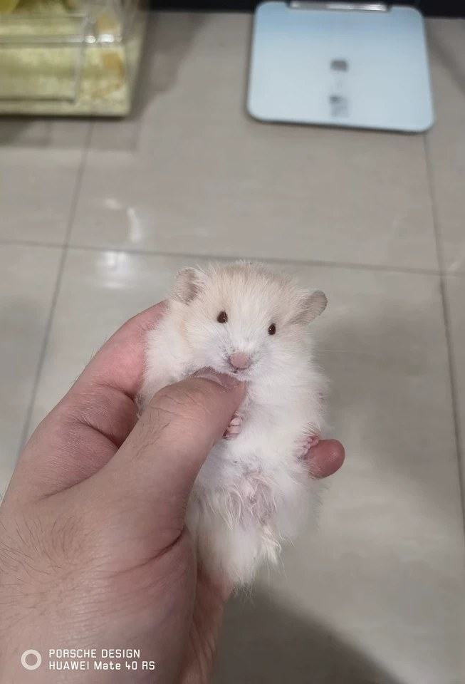hamster-c05ItmLVs7NE4l1Vhla.jpg