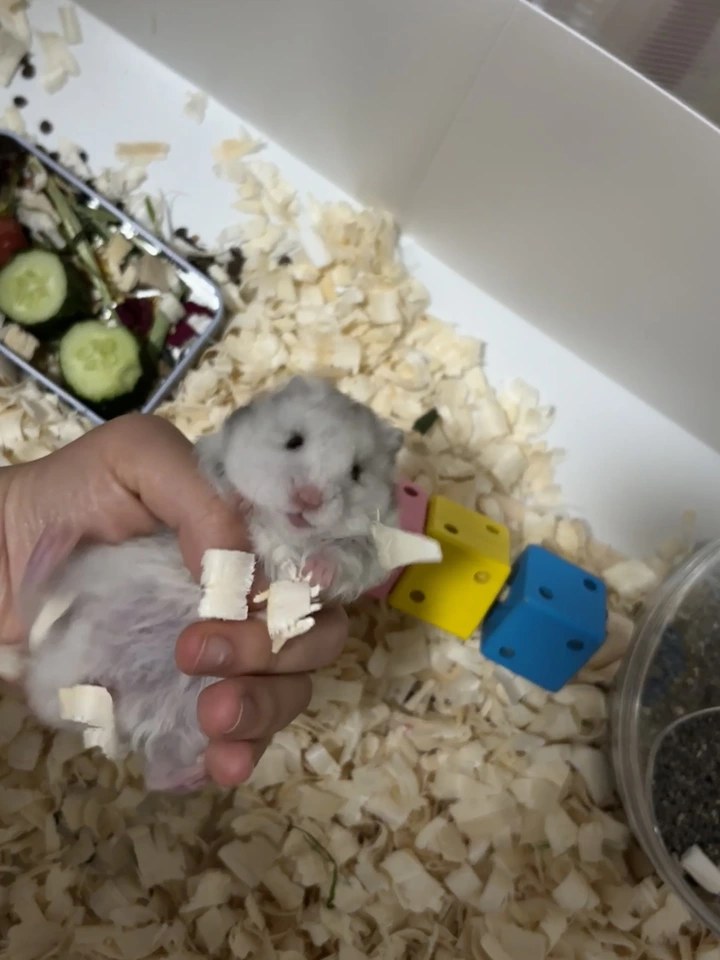 hamster-c06duyO0s1ChgKzWXGY.jpg