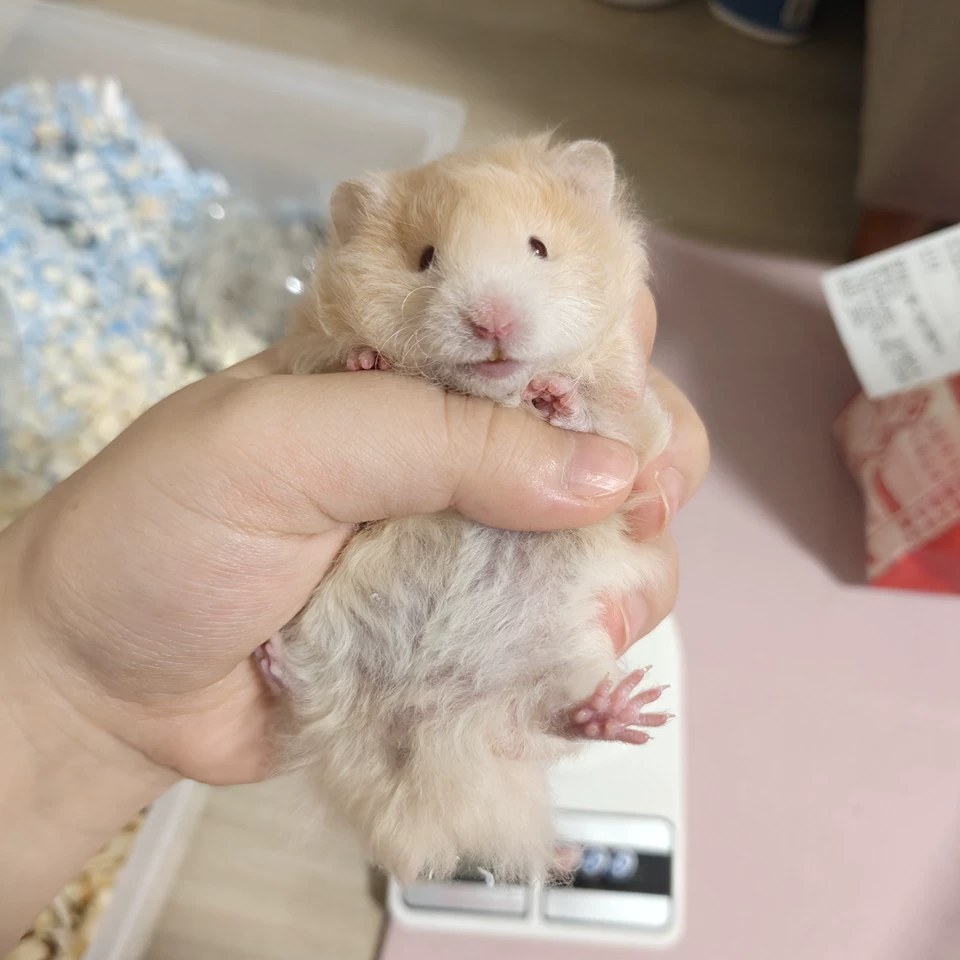hamster-c07YdLLUK9LGhl46D5X.jpg