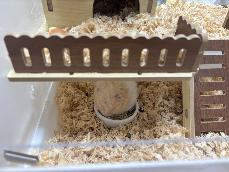 hamster-c08bsqz1MdjWXZhJUAU.jpg
