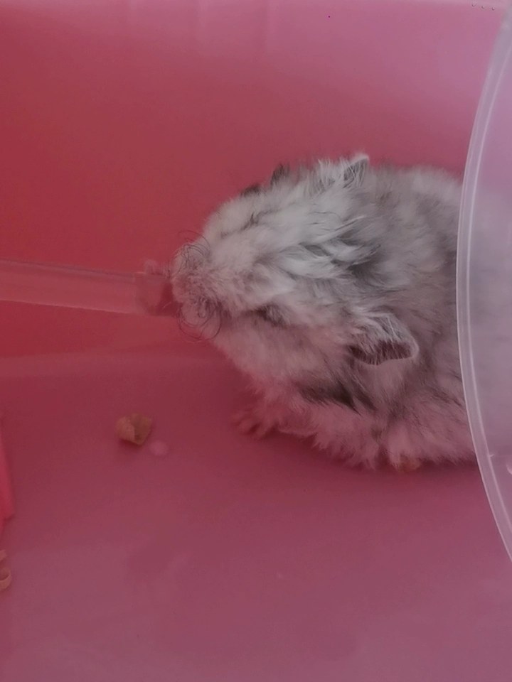 hamster-c09uKE7bGzYSvmvZHxx.jpg
