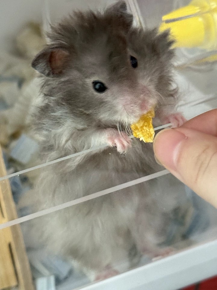 hamster-c10Y67X478Q6G8cIWtB.jpg