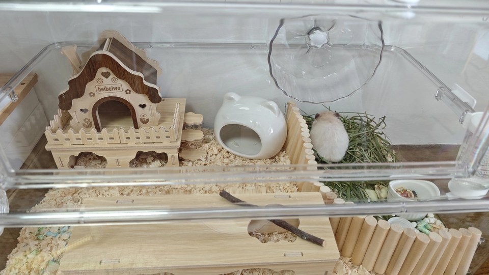 hamster-c11NwfntZzfmSxZaWs6.jpg