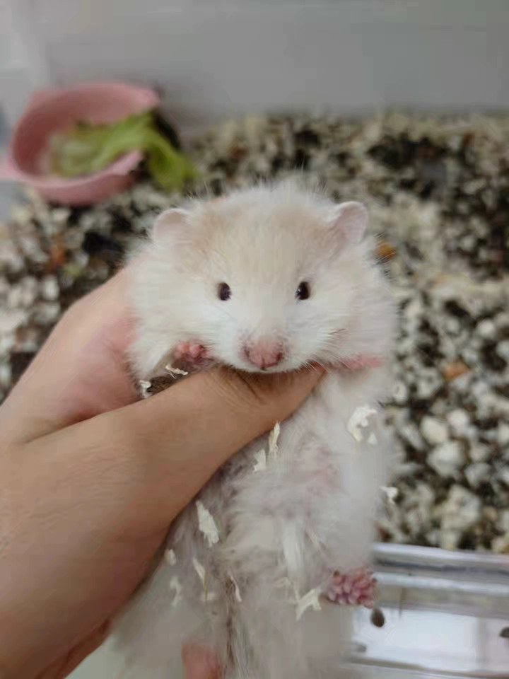 hamster-c12xsl9bu8nSQvhI4eN.jpg