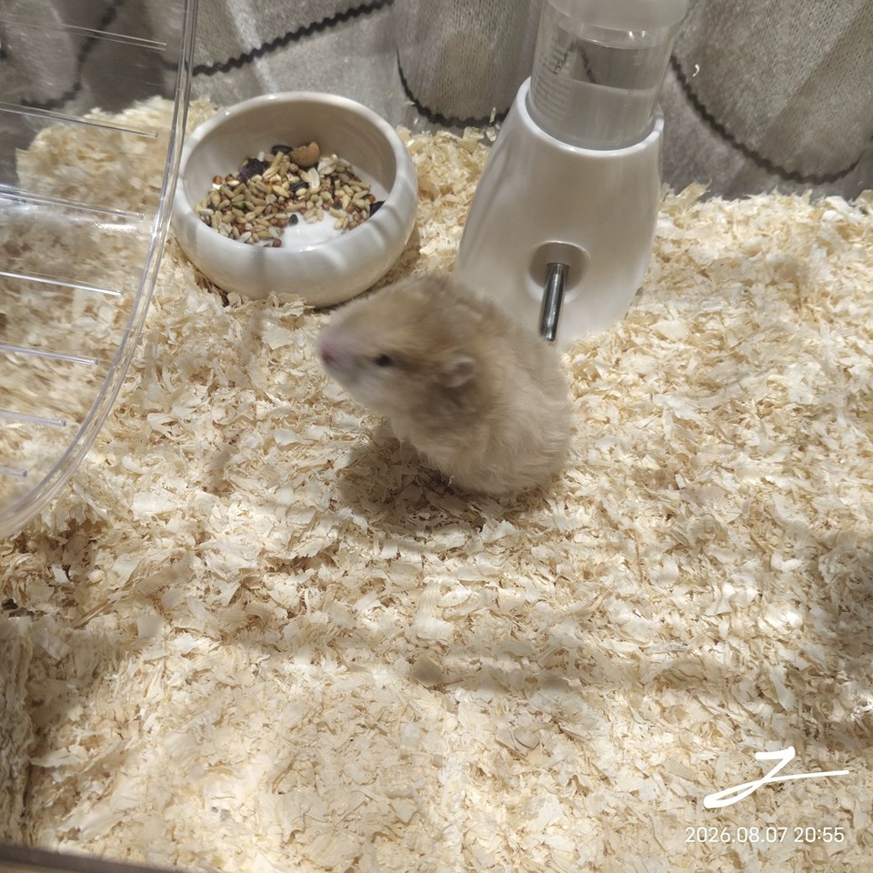 hamster-c13ONX1wInqQg99Ykp9.jpg