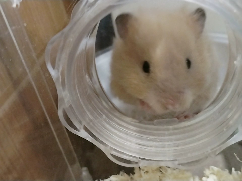 hamster-c14adXQb0hidX0WIVjE.jpg