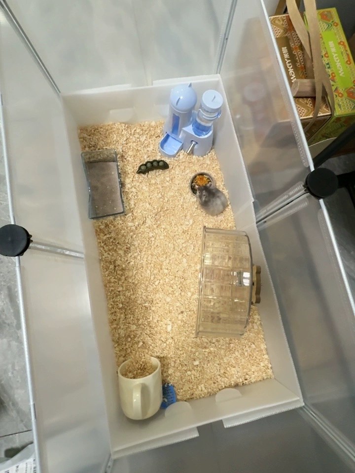 hamster-c15LLU4DGbzRlyrcuwP.jpg