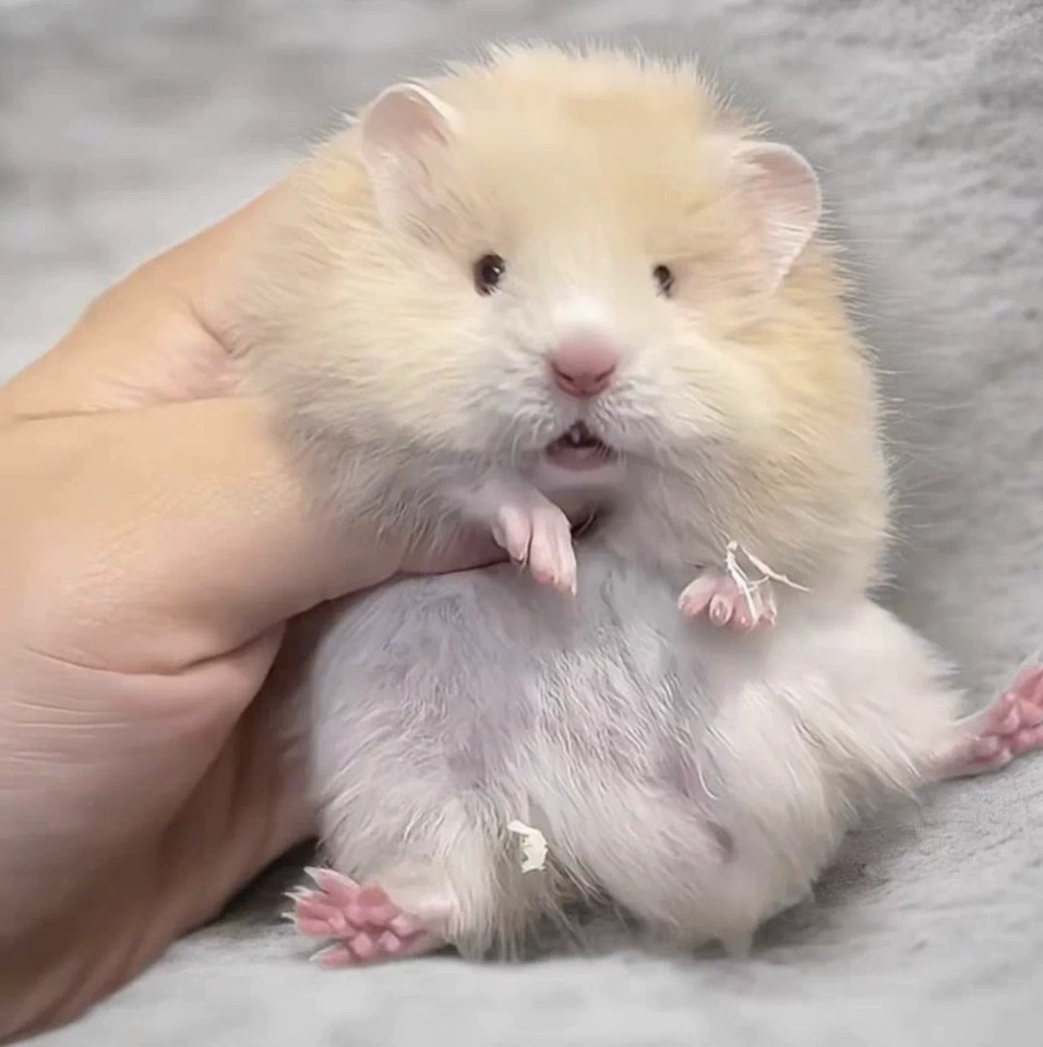 hamster-c16bUneO8zdgiaQkhG6.jpg