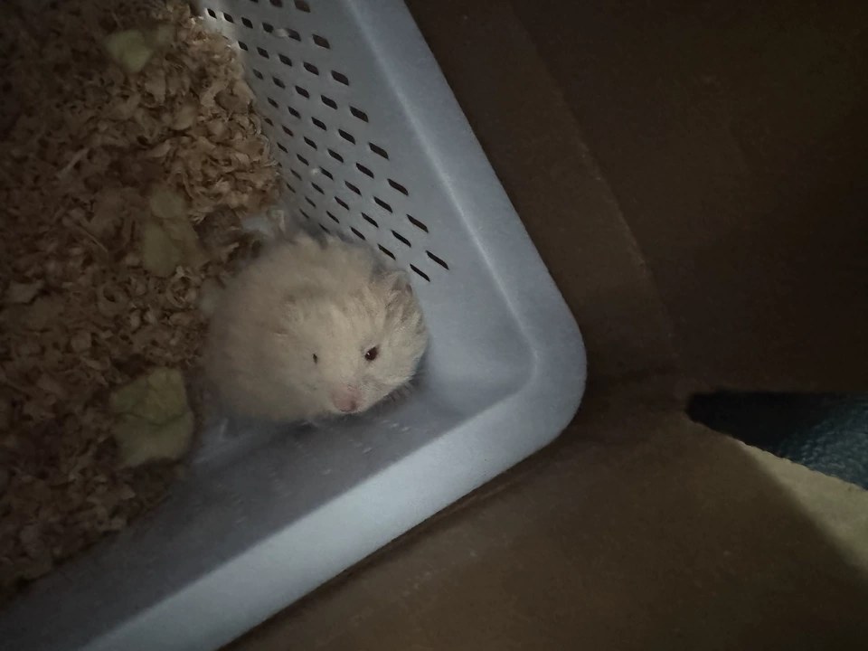 hamster-c1763e8u2A7pdSoj3kD.jpg