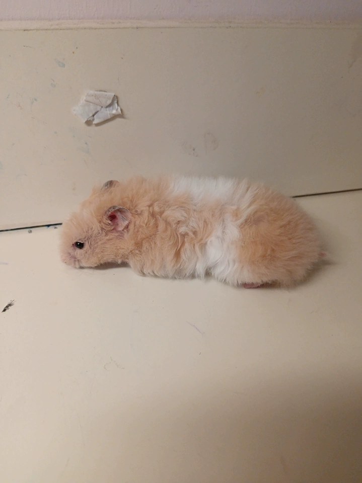 hamster-c180Hg1xFx3jOSnnt30.jpg