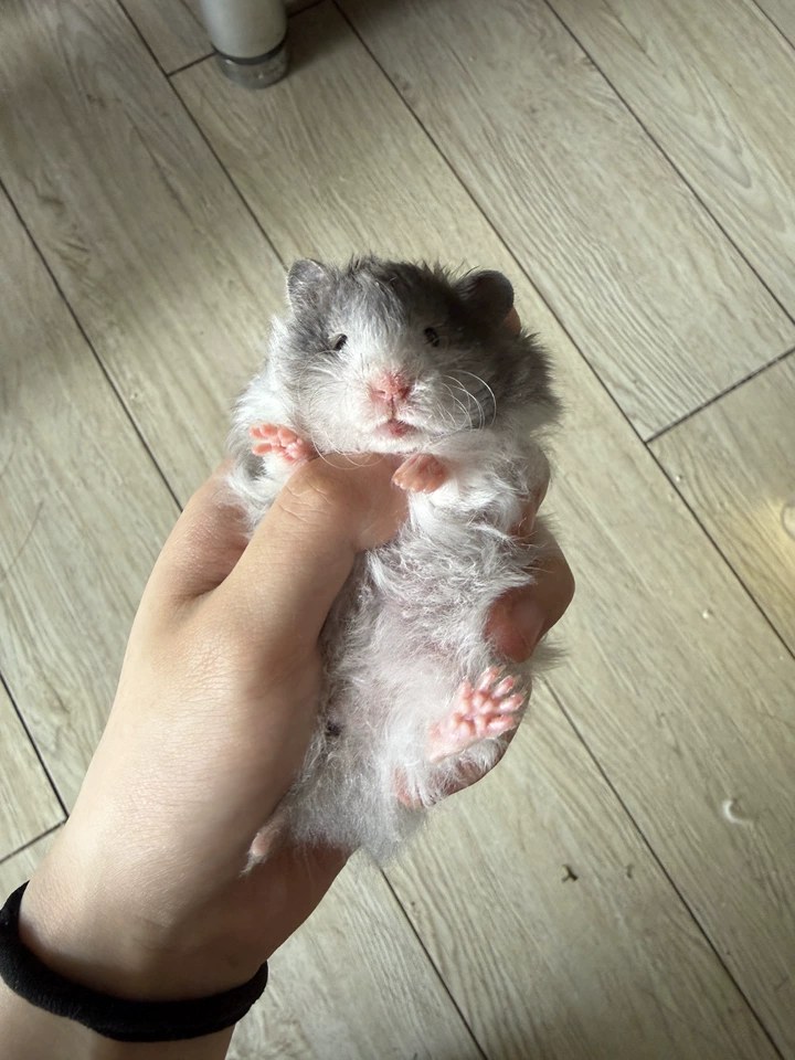 hamster-c19dZNYyPLZT85eRwA9.jpg