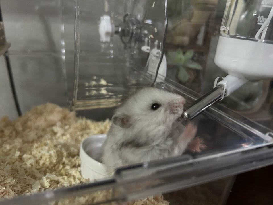 hamster-c203gRJ8NVcG8WeEOrp.jpg