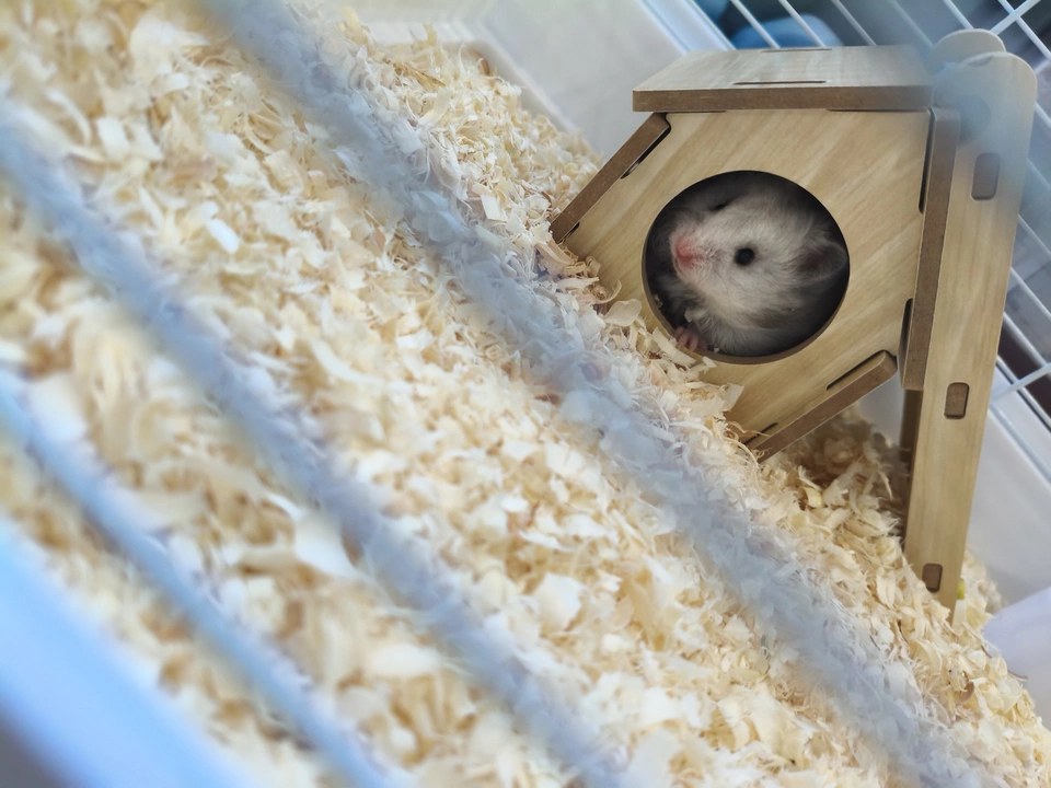 hamster-c210MncJKz0rZdV7qHR.jpg