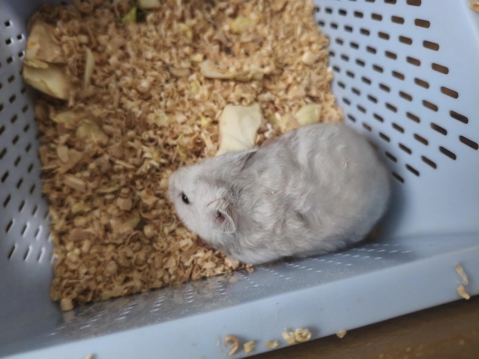 hamster-c22QjdgJzhw9ZyPRMZH.jpg