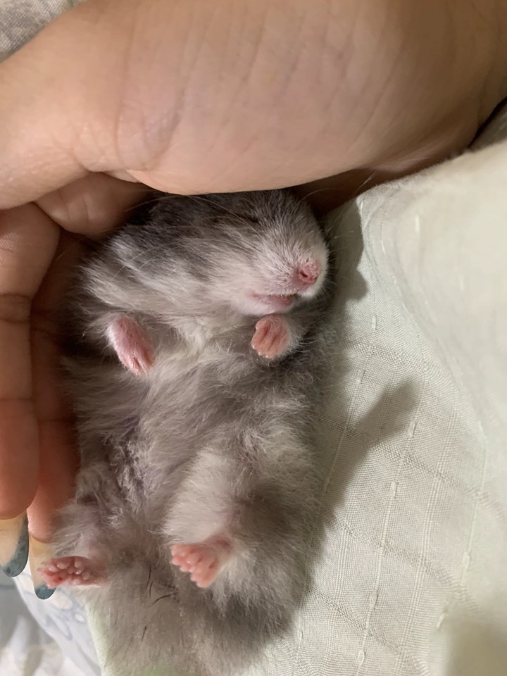 hamster-c23KYm3TCS4yIIbX3Qx.jpg