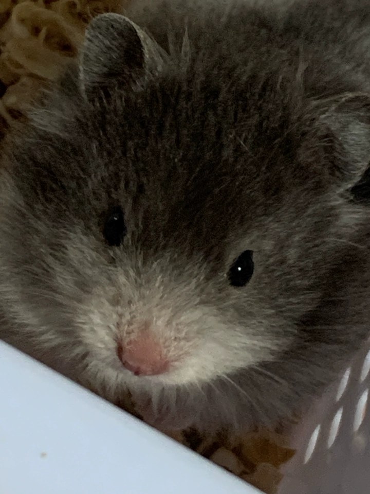 hamster-c24RfB45FkgMLja6aCP.jpg