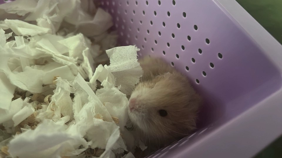 hamster-c25Bigc7UvL3qoL0MpD.jpg