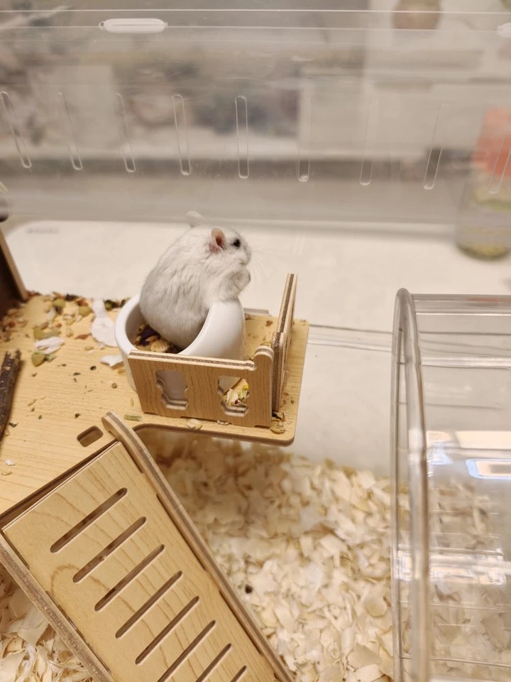 hamster-c26OjvwpSZYPRb5AugZ.jpg