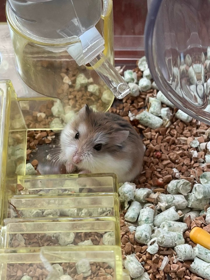 hamster-c27P3zAi9RiGoj6bqi4.jpg