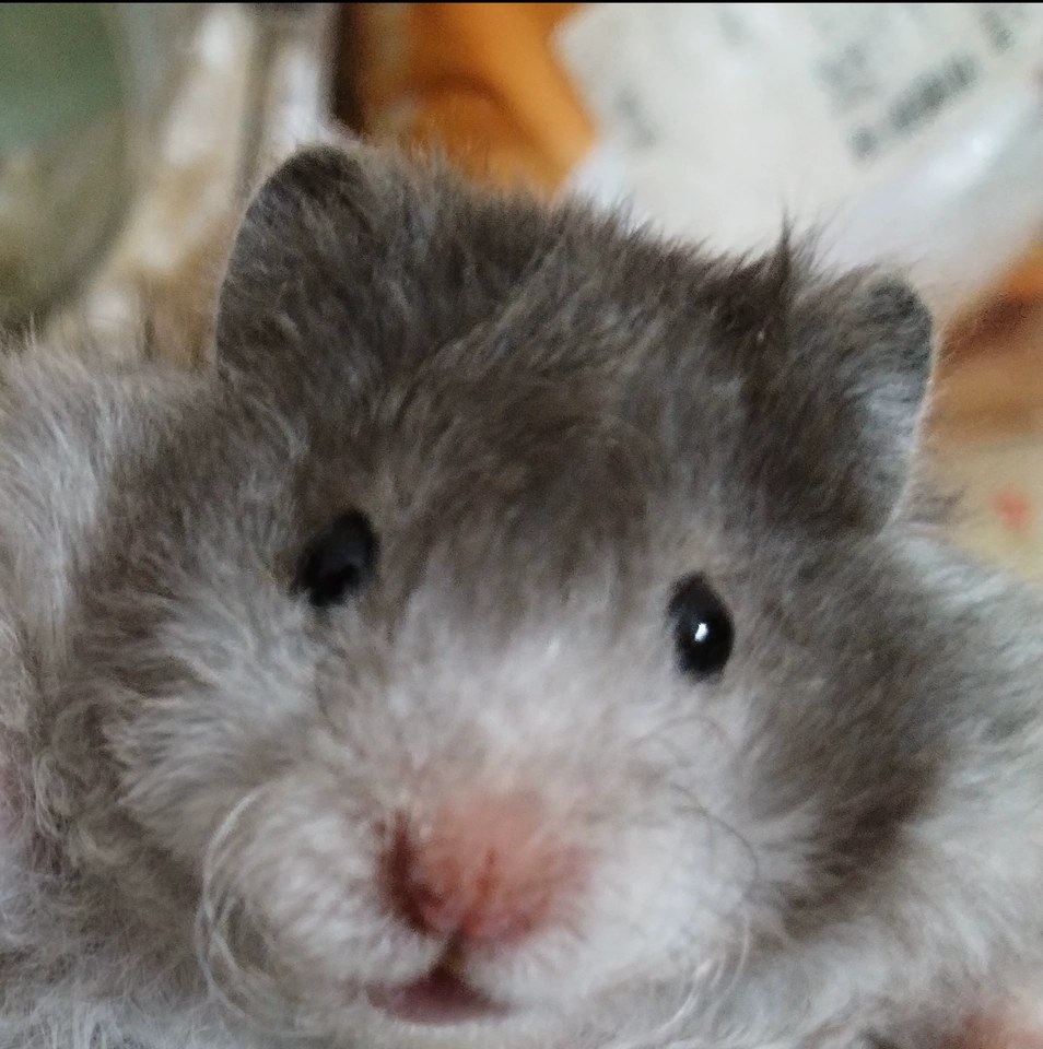 hamster-c282XDixAjPs2qFfewQ.jpg
