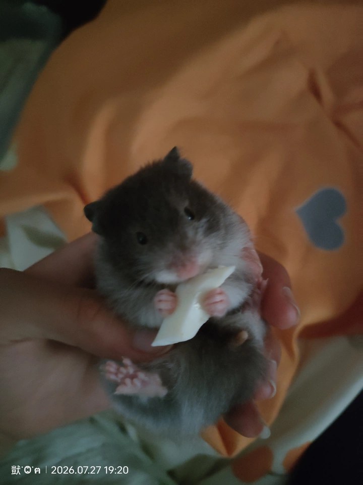 hamster-c29RvzdmFyo97g1LI3J.jpg