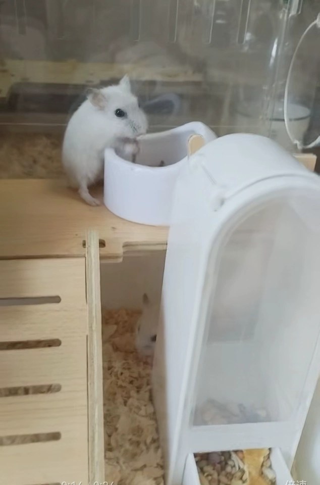 hamster-c30HLChfACve6l3cQiL.jpg