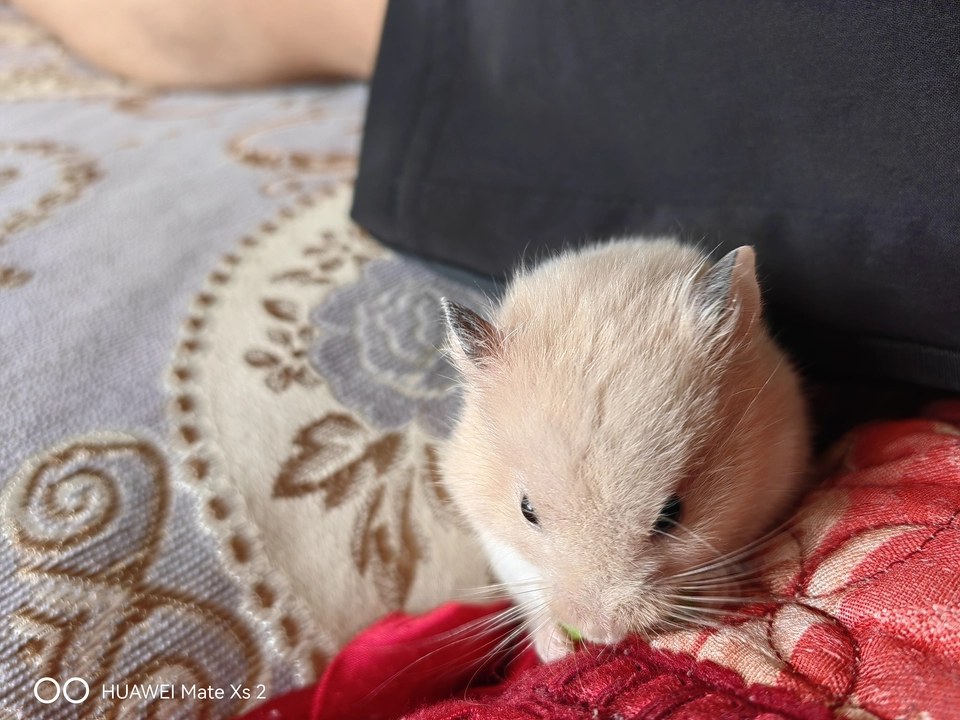 hamster-c31e5DEroz6DJgngE4P.jpg