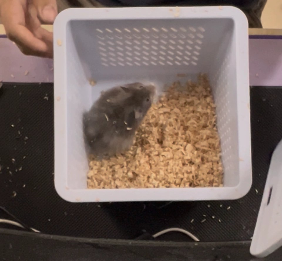 hamster-c33KMSkbbx70xmt7fc9.jpg