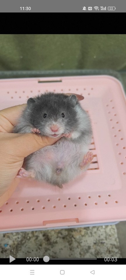 hamster-c34VlOO5F8kqlKn0CrS.jpg