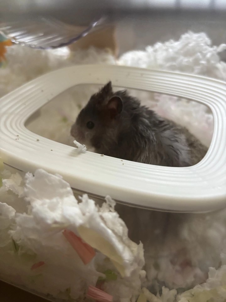 hamster-c35Jw3QsBL89S7iTvYa.jpg