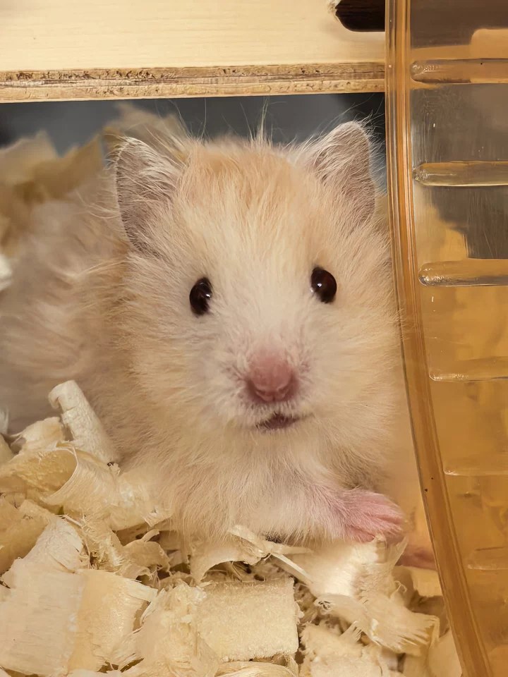 hamster-c36JGf6XmcwrTddUixt.jpg
