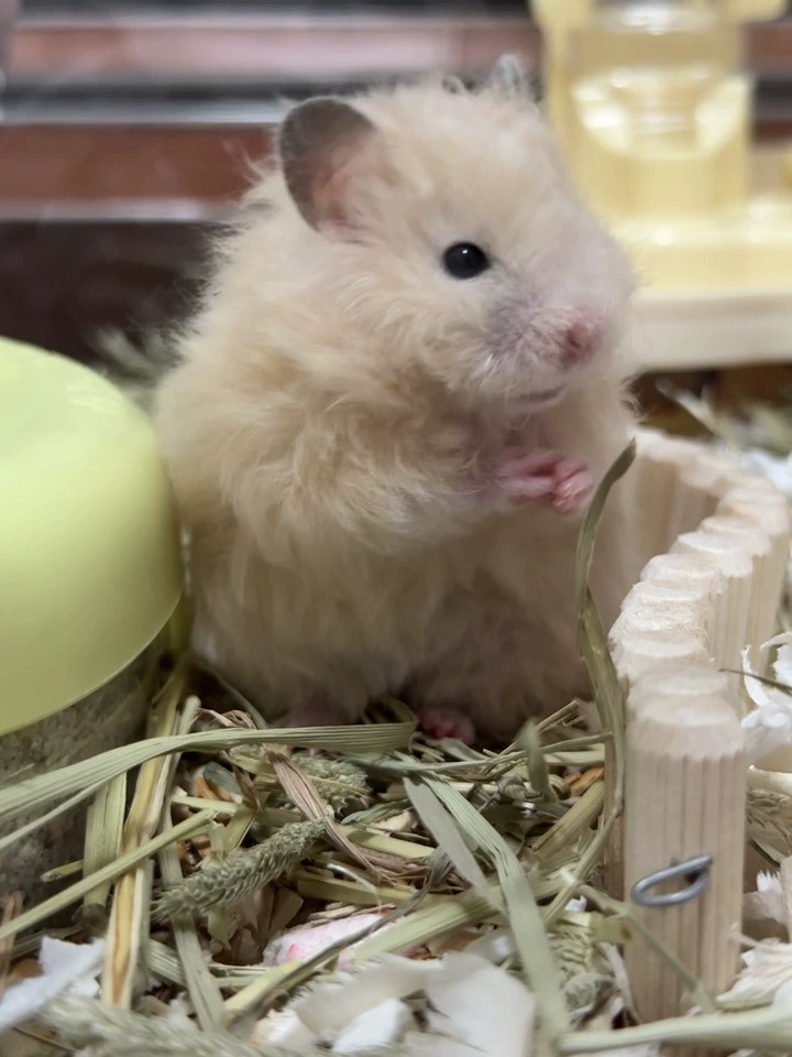 hamster-c37QLm51k67lMuxjTwN.jpg
