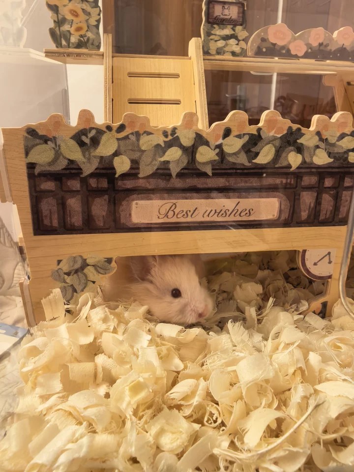hamster-c389qzaRQiO8TrRaf3R.jpg
