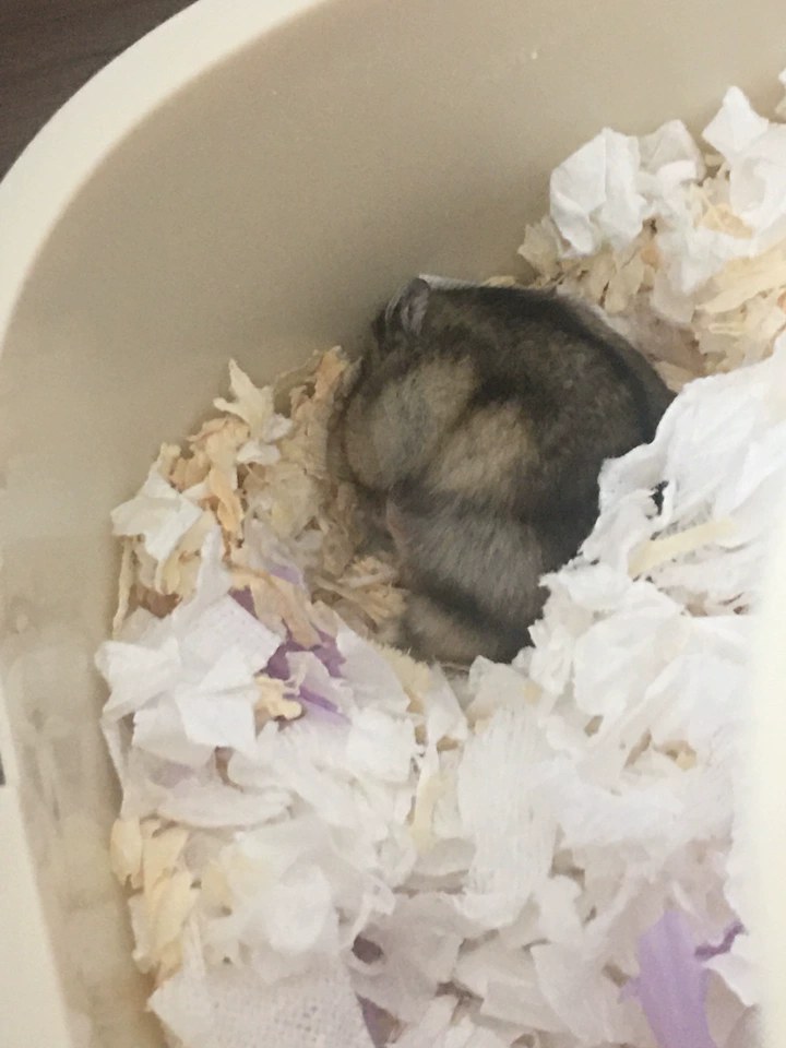 hamster-c39ABqa50aPPLZcnorI.jpg