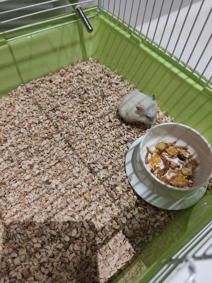 hamster-c401N0l3a9XpB4bS1Od.jpg