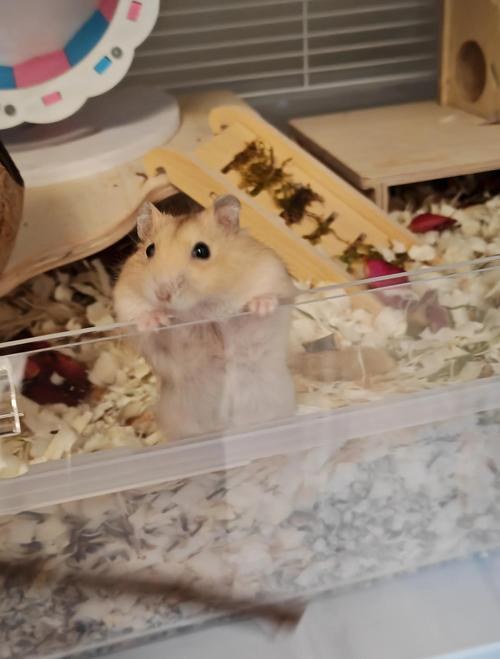 hamster-c41arZ9BheldACugY8V.jpg
