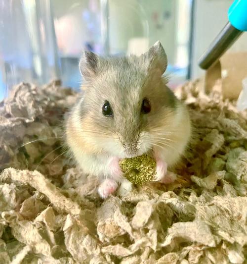 hamster-c42kcHqY0cg6lukPnXP.jpg