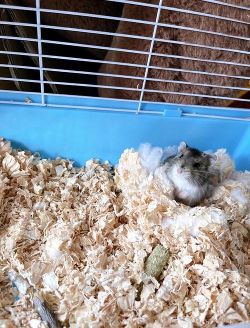 hamster-c43Wc0thYokB6XhLTco.jpg