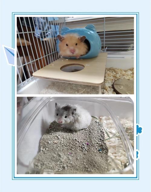 hamster-c443biTN0M1tkODwhyr.jpg