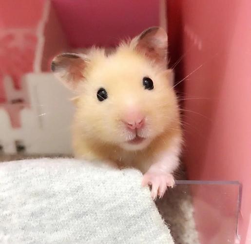 hamster-c45lTLMm3rzElqbNylw.jpg