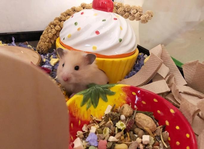hamster-c46liieVE07e3XWBJPa.jpg