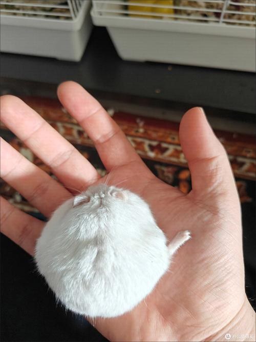 hamster-c482Q8s7rfsTxA4LBiD.jpg