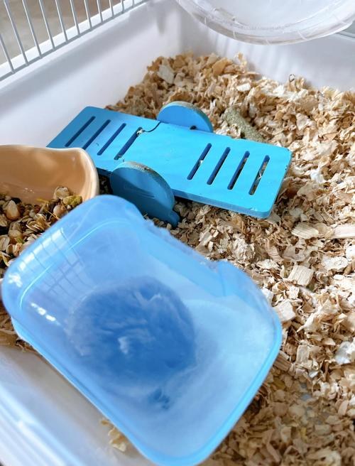 hamster-c49dM7Gg0ZiCBK3cWqk.jpg
