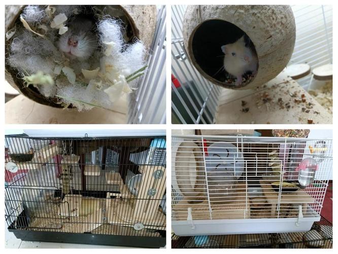 hamster-c50ZkGXvPoEvYU2nlHd.jpg