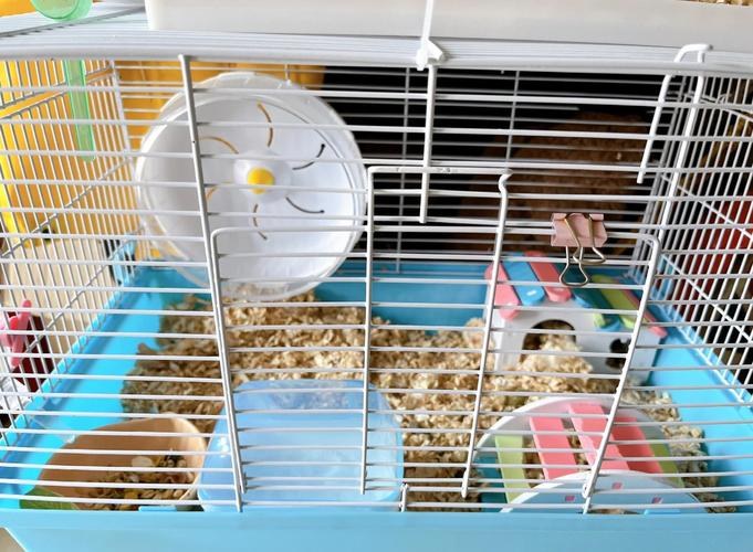 hamster-c51DL5jIsJZFsFHuT3Q.jpg