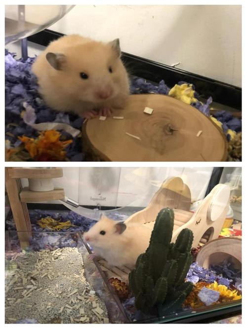 hamster-c52cDzTch8pCT9Tz3zE.jpg